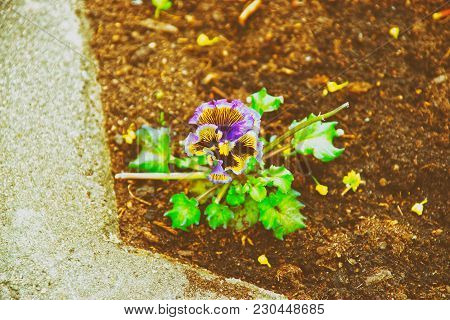 Early Spring Field Pansy Blooming At Traku Voke Public Park In Vilnius, In Lithuania.