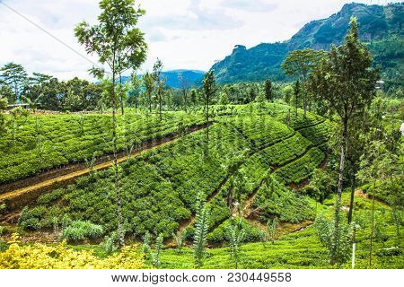 Nuwara Eliya tea plantation in Sri Lanka. Nuwara Eliya is the most important place for tea plantation and production in Sri Lanka.