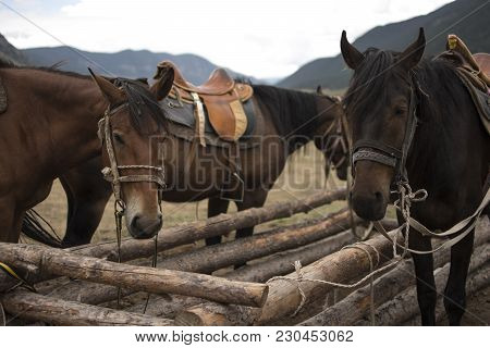 Walking Dark Brown Horses In Caucasus Mountains