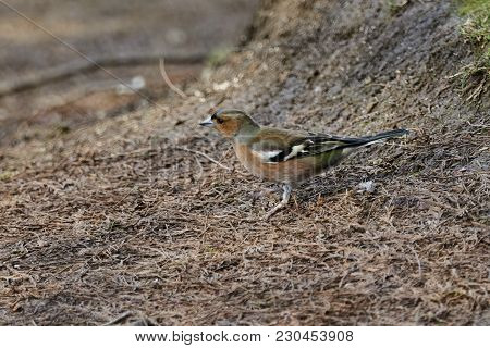Finch Fringilla Coelebs Bird