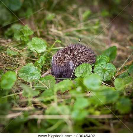 Zlato, Ježek západní (Erinaceus europaeus) popotahování v trávě, zkoumání přirozeného světa
