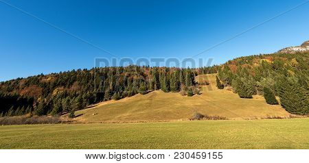 Forest In Autumn With Pines, Beeches And Firs. Val Di Sella (sella Valley), Borgo Valsugana, Trento,