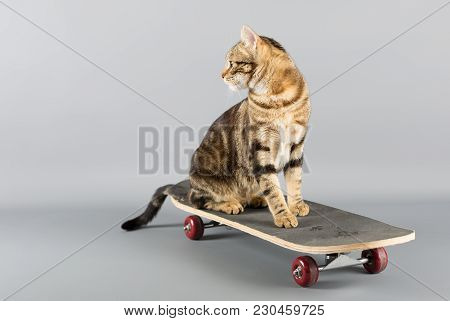 Cat Sitting On Top Of A Skateboard Looking Back