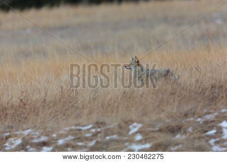 A Lone Wild Coyote Hunting In Long Grassy Meadow