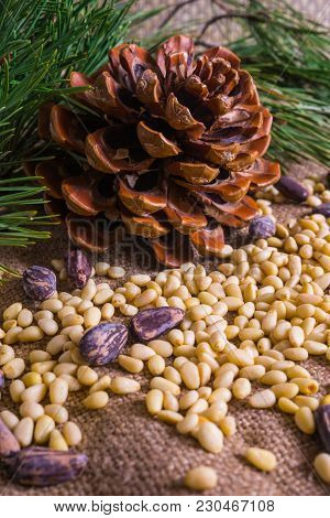 Cedar Nuts. Peeled And In Shell With Cedar Cone.