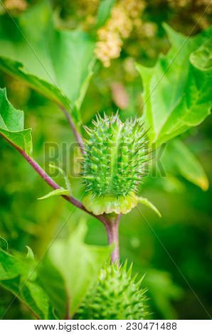 Ecballium Elaterium Or Squirting Cucumber, Interesting Plant. Beautiful Fruits