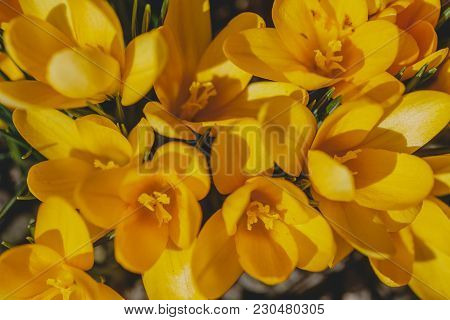Yellow Crocus, Crocuses Or Croci That Blooms In The Meadow. Crocus, Plural Crocuses Or Croci Is A Ge