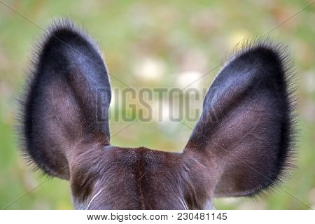 An Okapi Close-up Details Around The Ears