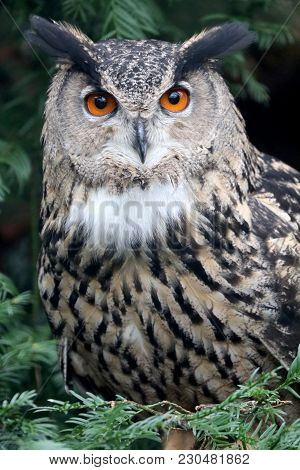 An Eurasian Eagle Owl Close Up Portrait