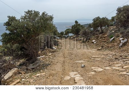 Landscape With Olive Trees Near Giola Natural Pool In Thassos Island, East Macedonia And Thrace, Gre