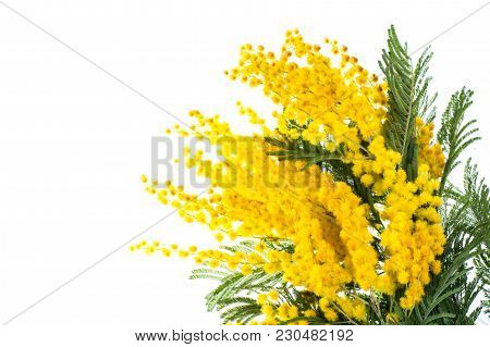 Branch Of Blooming Yellow Acacia Dealbata, Isolated On White Background. Studio Photo