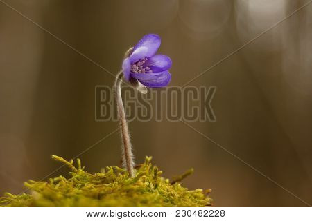 First Spring Flower Heather Hepatica Nobilis Schreb