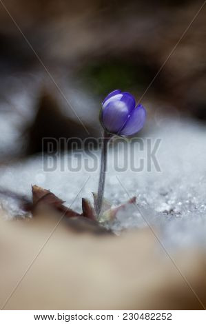 First Spring Flower Heather Hepatica Nobilis Schreb
