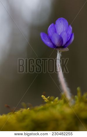 First Spring Flower Heather Hepatica Nobilis Schreb
