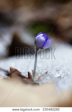 First Spring Flower Heather Hepatica Nobilis Schreb