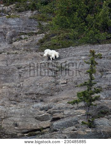 Mountain Goat Moving Along Edge Of Steep Cliff Face