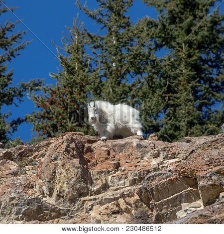 High Up On The Top Of A Cliff The Windy But Safe Home For Mountain Goats.