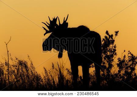 A Bull Moose In Rutting Season Silhouetted Against Orange Sky Sunset And Grass