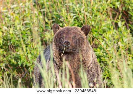 Mature Female Grizzely Eating Dandelions With Sunlit Willows In Background
