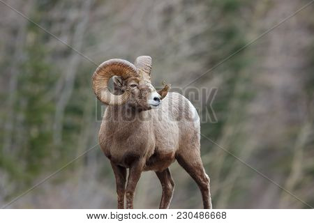 Rocky Mountain Sheep Ram On Forest Background