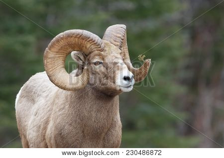 Mountain Sheep With Pine Branch Stuck In One Horn And Forest Background