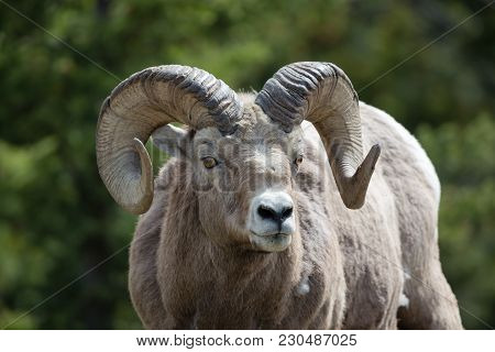 A Mature Rocky Mountain Sheep Ram Closeup With White Background