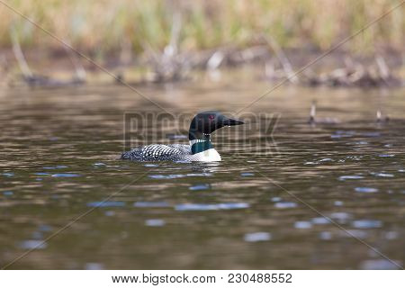 Common Loon On Wavey Lake With Water Drop Forming On Beak