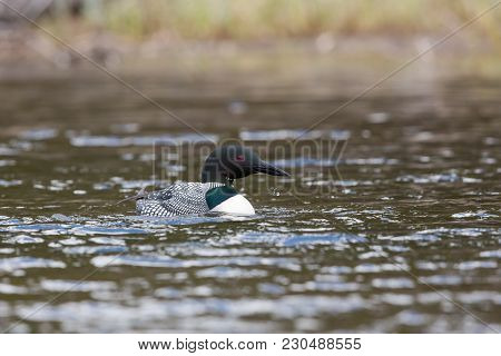 Common Loon On Wavey Lake With Water Drops Falling From Beak