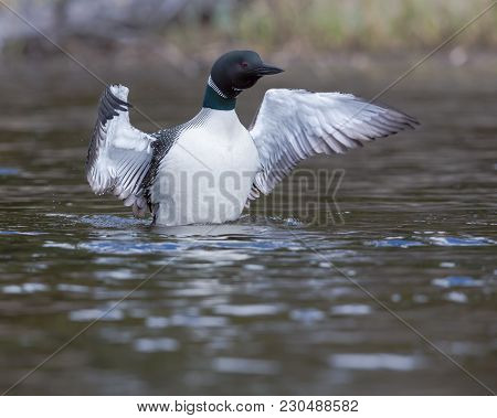 Common Loon In Mid Wing Flap, Showing Wing Underside Feather Detail