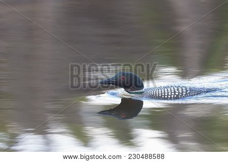 One Common Loon, A Wilderness Icon Low In The Water Closeup