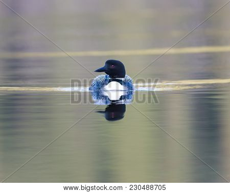 One Common Loon During Sunset Color And Tree Reflections Paint Water Into Pastel Ripples.