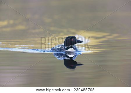 Common Loon With Colourfull Water Ripples At Sunset Closeup