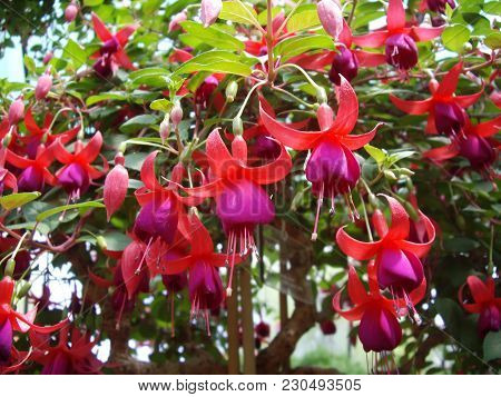 Beautyful Tropical Little Flowers On A Branch