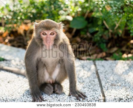 Wild Taiwanese Formosan Rock Macaque Monkey Looking At The Camera