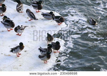 Flock Ducks On Frozen Pond In Snowy Park