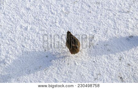 Duck On Frozen Pond In Snowy Park