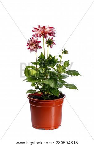 Dahlia Flower Seedling In Plactic Flowerpot Isolated On White
