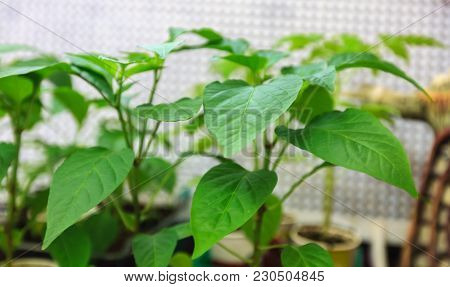 Sprouts Young Pepper Close-up Indoors Pot Potato Agroculture
