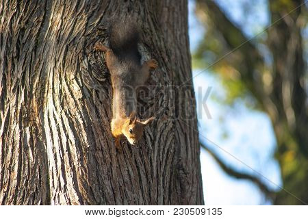 Young Red Squirrel Sitting On A Tree And Looks Down With His Head.
