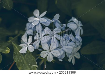 Blue Plumbago Flower On Green Leaves Background. Plumbago Auriculata. Close Up View Of Blue Plumbago