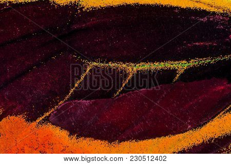 Ornithoptera croesus wing macro