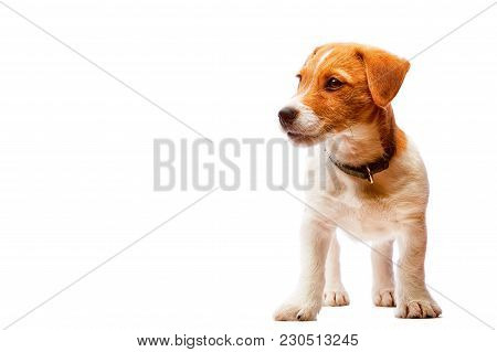 Small Cute Serious Jack Russel Terrier Puppy Wearing Leahter Dog Collar Isolated On White Background