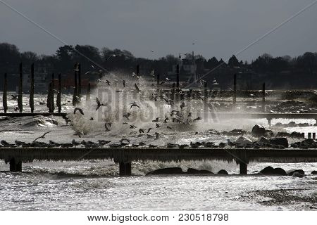 Seagulls Hovering And Flying Above Wooden Bridge Covered With Ice At A Strong Winter Eastern Storm I