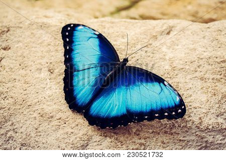 Blue Butterfly With Open Wings Close-up. Insects And Nature. The Intense Blue Of The Butterfly Wings