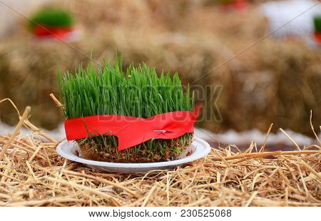 Novruz National Azerbaijan Holiday Spring New Year Celebration Concept, Wheat Grass Semeni . A Semin