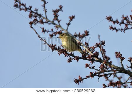 A Small Warbler Bird Phylloscopus Collybita Rests On A Branch
