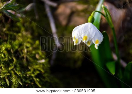 First Flowers In Springtime. Spring Snowflake Also Called Leucojum, Alone On A Blurred Background Of