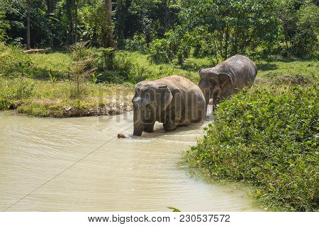 Elephant Enjoying Their Retirement In A Rescue Sanctuary