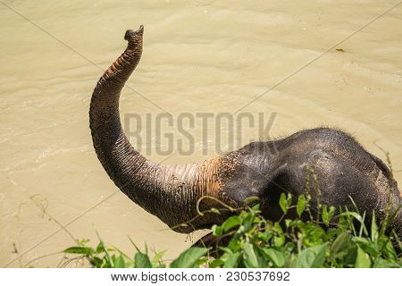 Elephant Enjoying Their Retirement In A Rescue Sanctuary