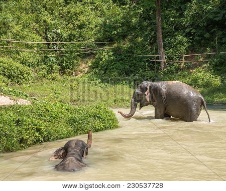 Elephant Enjoying Their Retirement In A Rescue Sanctuary